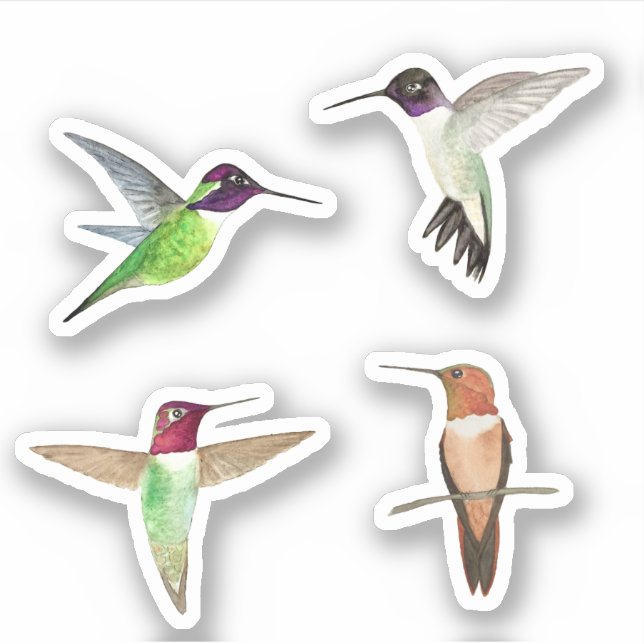 Sticker Colibri nord-américain (Devant)
