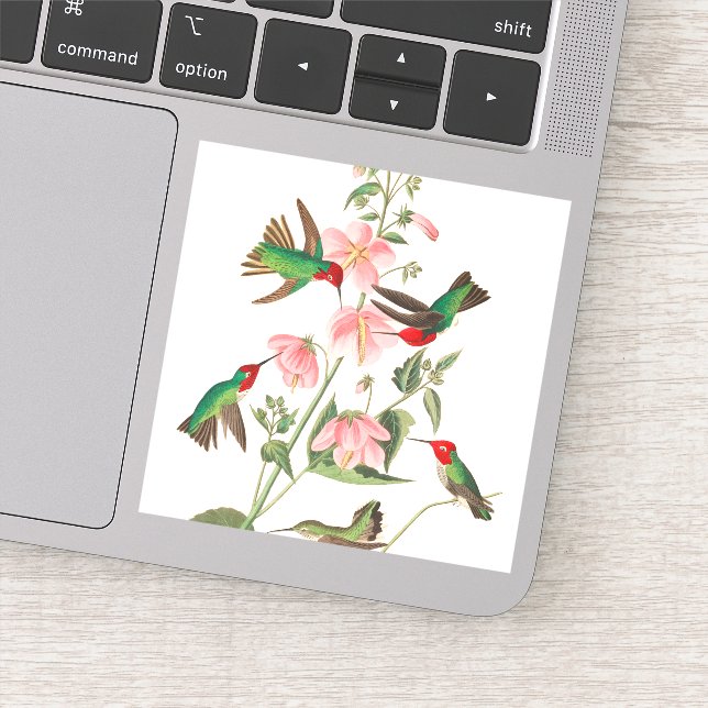 Sticker Columbian Humming par John James Audubon (Détail)