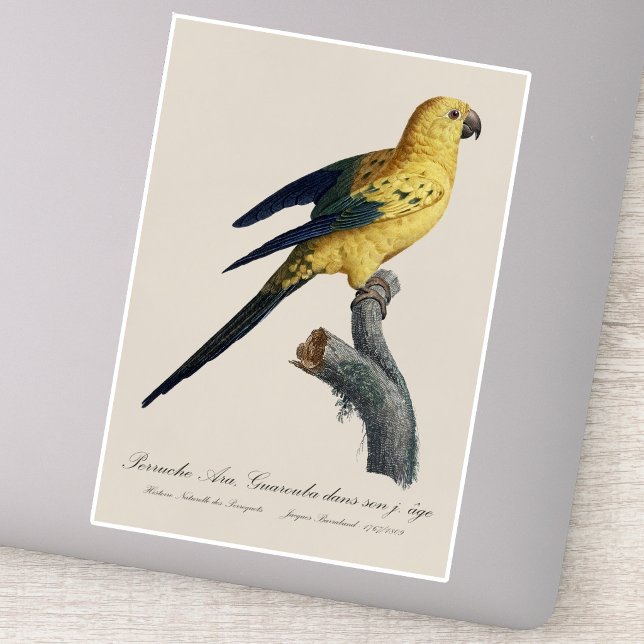 Sticker Conure soleil ou Aratinga solstitialis (Guarouba dans sons jeune age / Sun parakeet. Sticker)