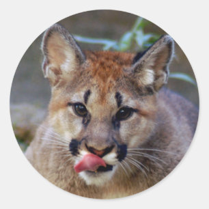 Sticker-cougar-cub10x10 Runder Aufkleber