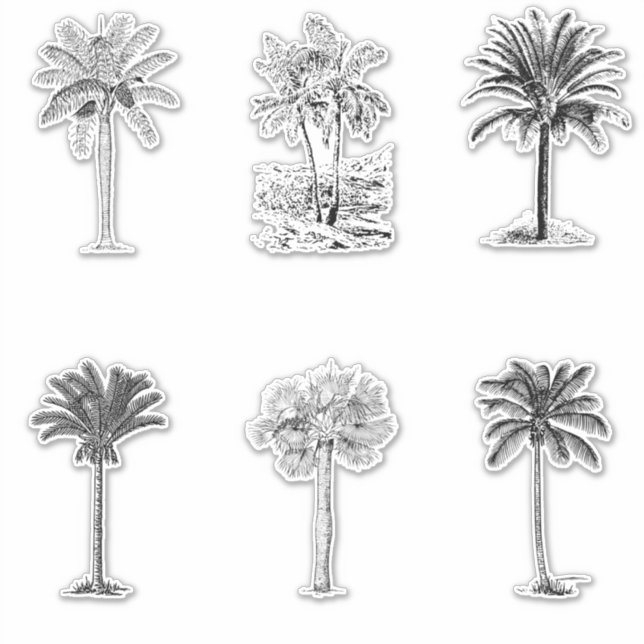 Sticker Croquis de palmiers vintages (Devant)