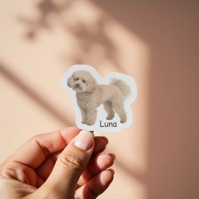 Sticker Custom photo Poodle puppy (Créateur téléchargé)