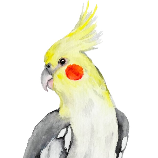 Sticker Cute Cockatiel Aquarelle Parrot. (Créateur téléchargé)