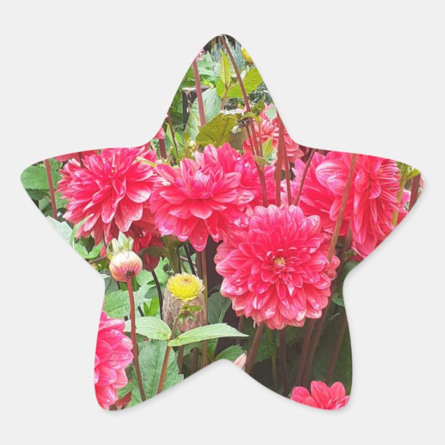 Sticker Dahlias Rose Profond (Devant)