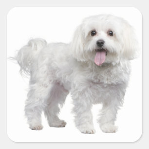 Sticker d'amour pour chien chiot maltais blanc / É