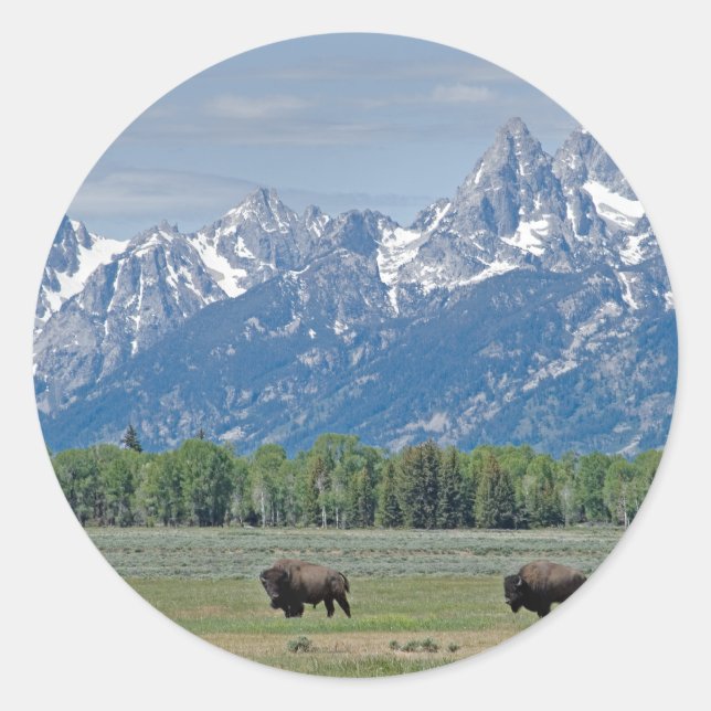 Sticker de Buffalo Teton (Devant)