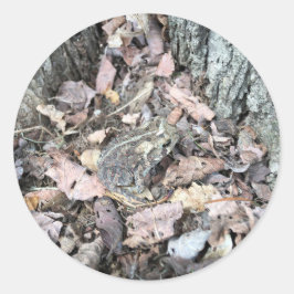Sticker de chasse au trésor : ID animal de crapaud