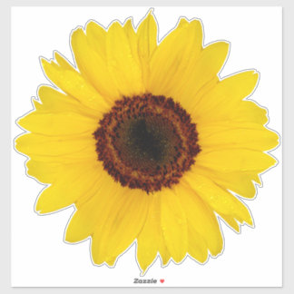 Sticker de contours de tournesol