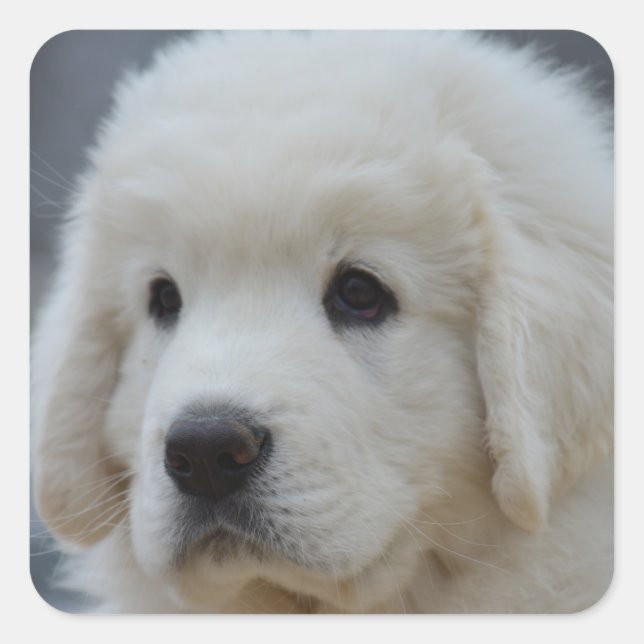 Sticker de l'adorable polonais Tatra Sheepdog Chie (Devant)