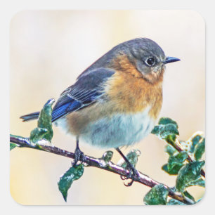 Sticker de l'Est de l'oiseau bleuté sur le membre