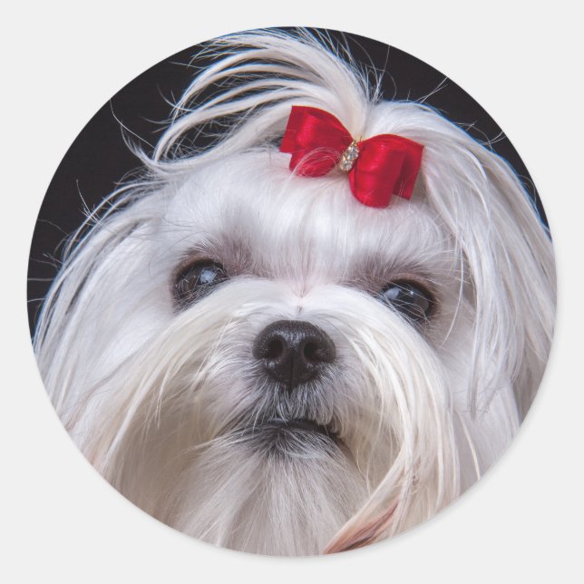 Sticker de maltais petit chien jouet blanc (Devant)