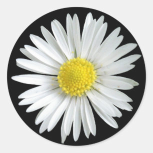 Sticker de marguerite