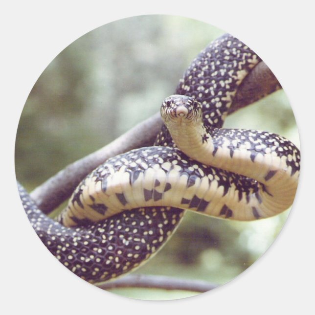 Sticker de serpent King Speckical (Devant)