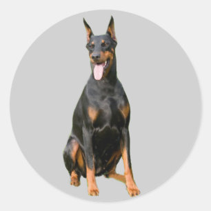 Sticker Doberman Pinscher