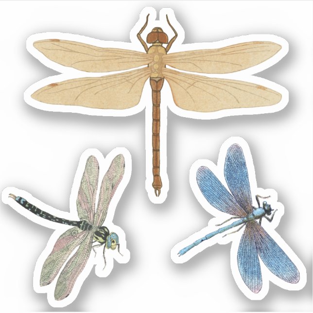 Sticker Dragonlies vintages (Devant)