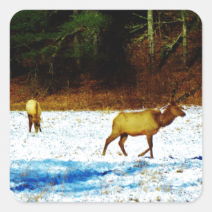 STICKER DSC00131.JPG