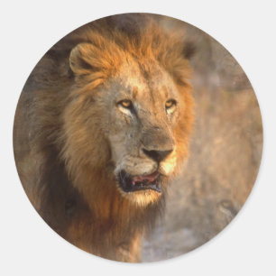 Sticker du roi de la Jungle