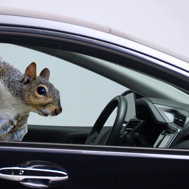 Sticker écureuil (Squirrel Sticker)