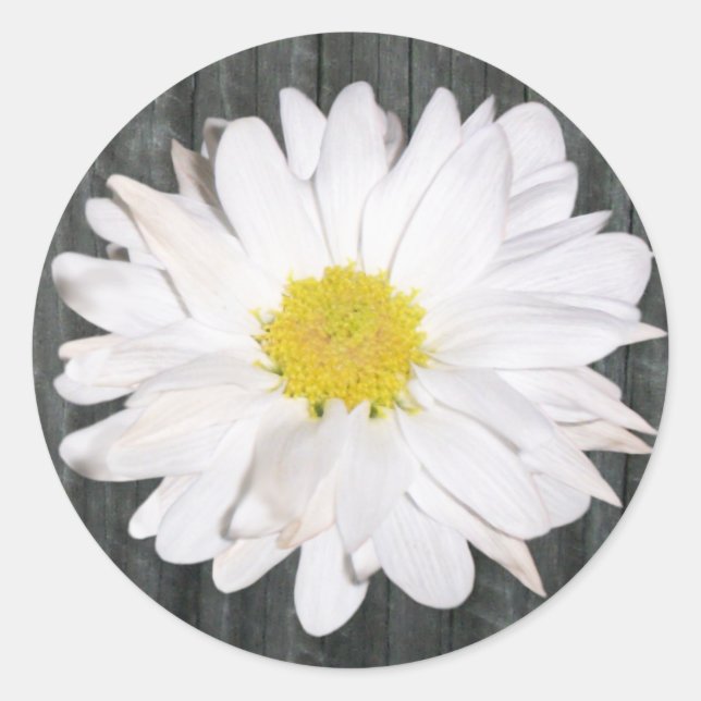 Sticker en bois d'écorce et marguerite (Devant)