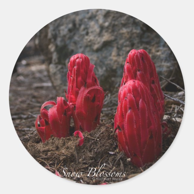 Sticker en fleurs de neige (Devant)