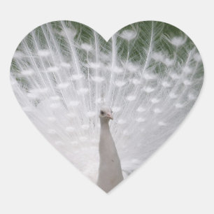 Sticker en forme de coeur de paon blanc
