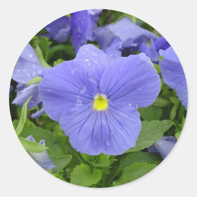 Sticker en Pansy Bleu/Violet (Devant)
