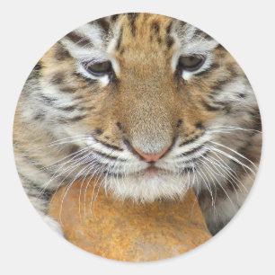 Sticker en tigre