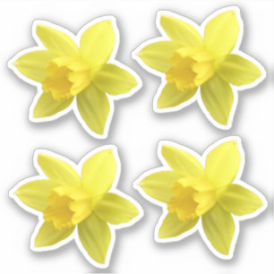 Sticker Ensemble de quatre fleurs de jonquilles jaunes