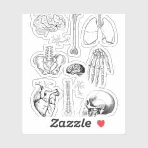 Sticker Ensemble d'illustrations médicales vintage d'anato
