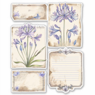 Sticker Ephémère Coupe Fussy de fleurs d'Agapanthus