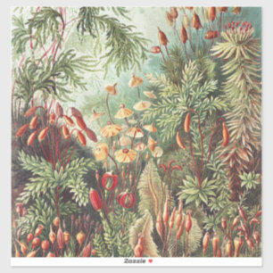 Sticker Ernst Haeckel Impression de la nature de la mousse