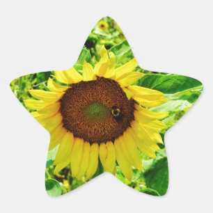 Sticker Étoile Abeille sur tournesol jaune
