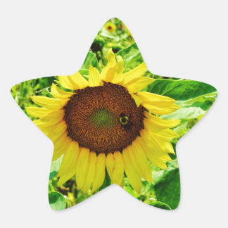 Sticker Étoile Abeille sur tournesol jaune