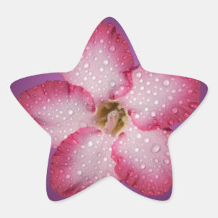 Sticker Étoile Adénium Fleur Rose Flore Dégradé Violet