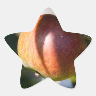 Sticker Étoile Apple