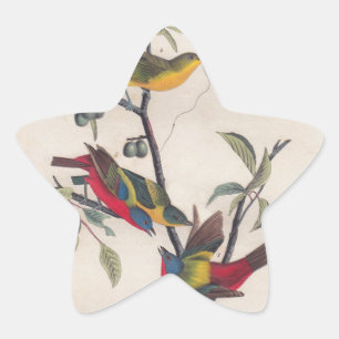 Sticker Étoile Audubon Peint Bunting Bird Wildlife