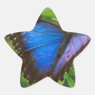 Sticker Étoile Beau Papillon bleu violet et noir