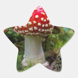 Sticker Étoile Beauté d'automne