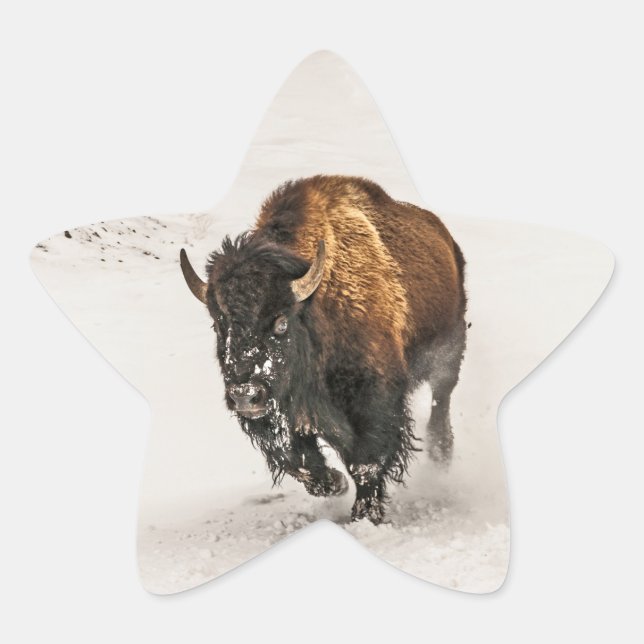 Sticker Étoile Bison à travers la neige à Yellowstone (Devant)