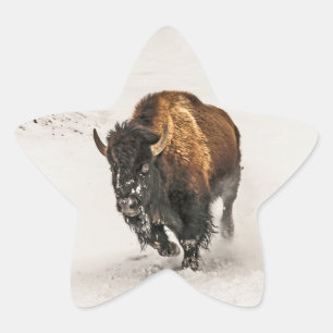 Sticker Étoile Bison à travers la neige à Yellowstone