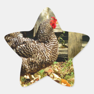 Sticker Étoile Black and white chicken