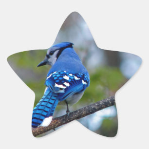 Sticker Étoile Blue Jay