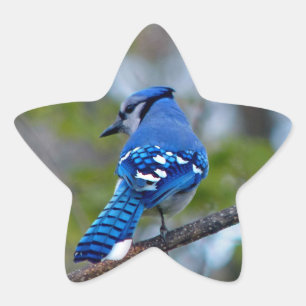 Sticker Étoile Blue Jay