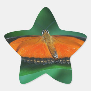 Sticker Étoile Bright Orange and Black Butterfly on Leaf