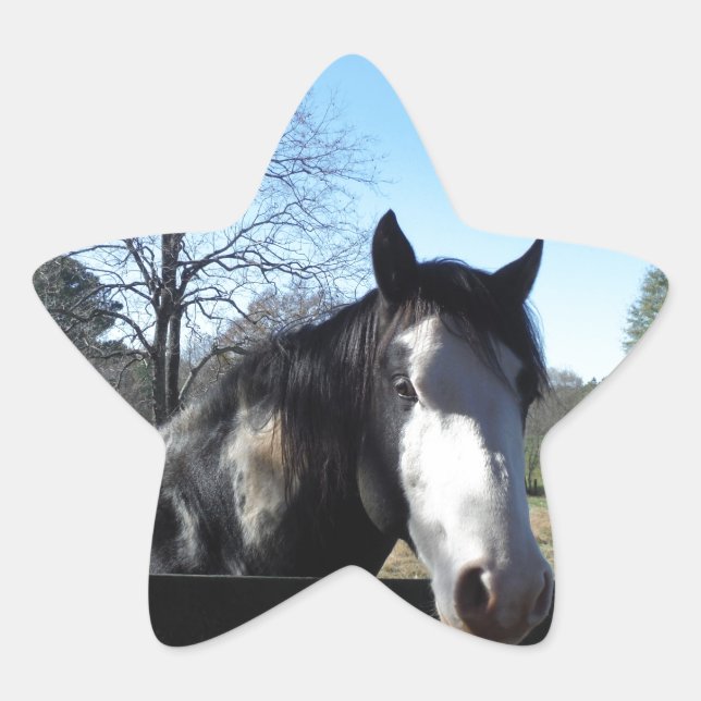 Sticker Étoile Brown &blanc, Cheval Peint, ciel bleu vif (Devant)