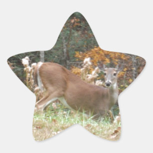 Sticker Étoile Cerf d'automne dans le lac Arrowhead