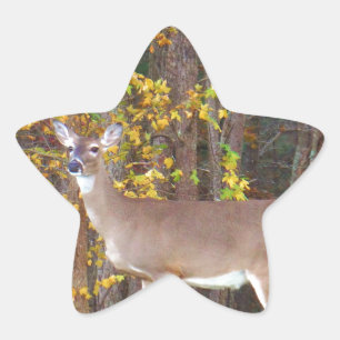 Sticker Étoile Cerf devant l'arbre d'automne jaune