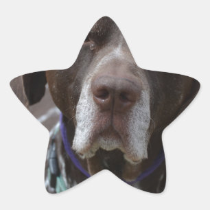 Sticker Étoile Chien pointeur allemand à pois court