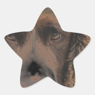 Sticker Étoile Chiens Springer anglais