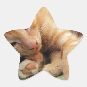 Sticker Étoile Cute Tiger Stripe Kitten